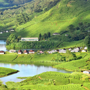 Some other attractions in Munnar
