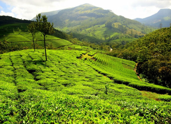 Places to visit in Munnar