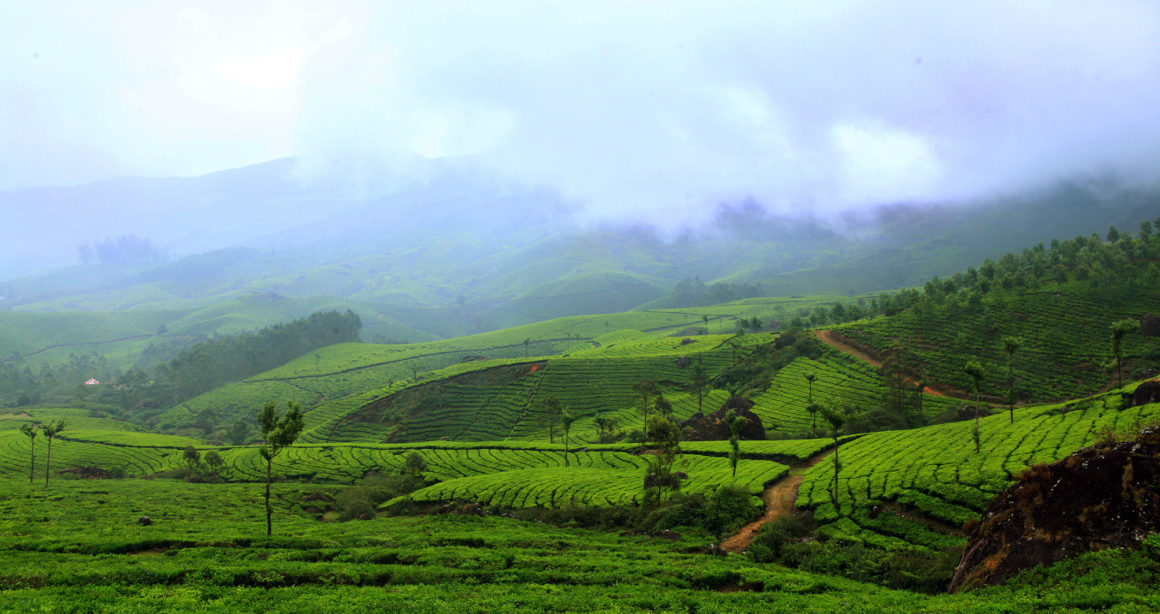 Why Munnar Is Known As The Kashmir Of South India - Dream Coconut Villa ...