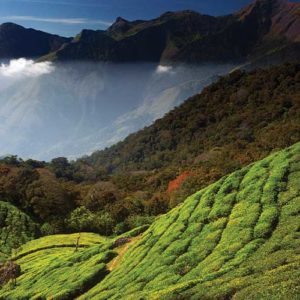 Kerala Tourism :  How much Tourists Love our Munnar?