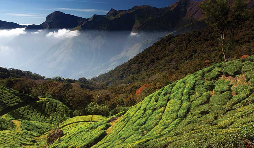 Kerala Tourism :  How much Tourists Love our Munnar?