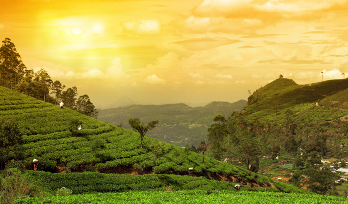 Munnar Tea: How Your Favorite Tea Is Produced?