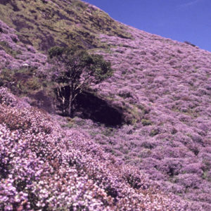Best Time To Visit Munnar  : Seasons Proclaimed By Blossoming