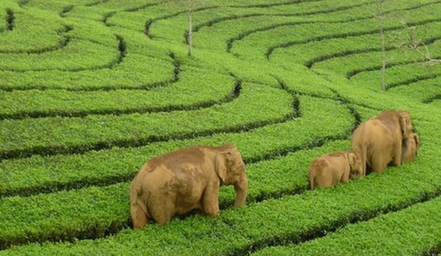 Elephant Ride In Munnar : How to Enjoy  In Munnar?
