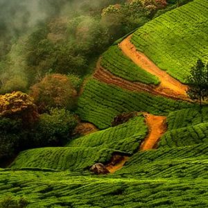 Munnar Attractions : Top Ten Places To Visit In Munnar