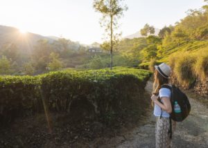 Resorts and cottages in Munnar