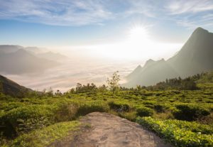 Resorts and cottages in Munnar