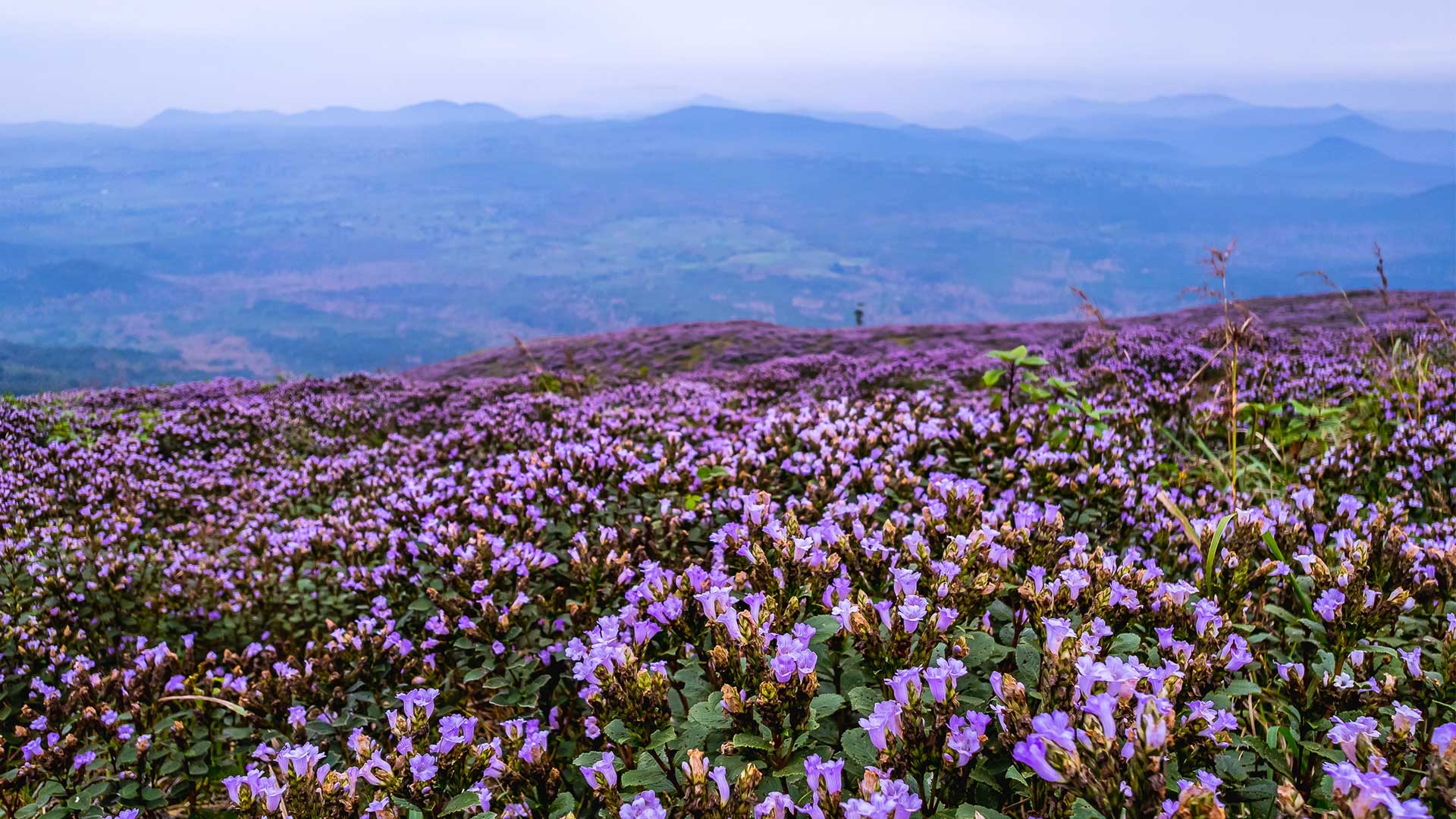 munnar1