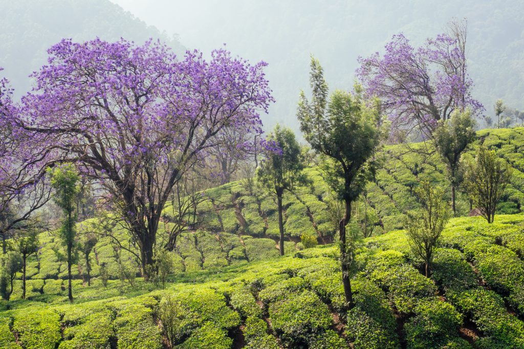 Misty hills and tea plantations in Munnar, Kerala surrounded by the Western Ghats